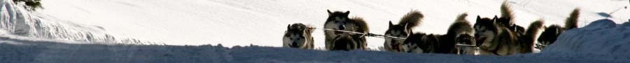 Quinault Alaskan Malamutes - Run For The Red Lantern